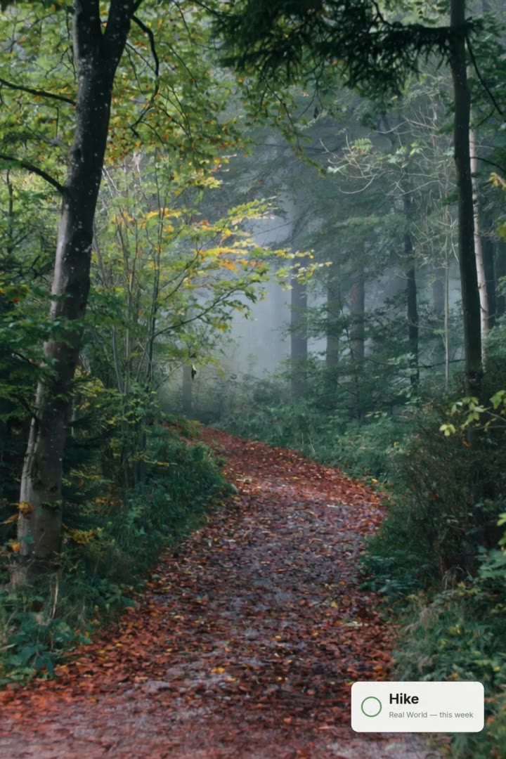 Forest path with a completed Hike in Mostli Real World.
